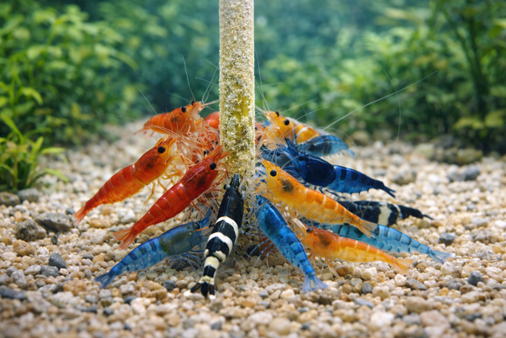 Crevettes d’eau douce regroupées autour d’une lollie alimentaire