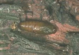 Chrysalide Lobesia Botrana
