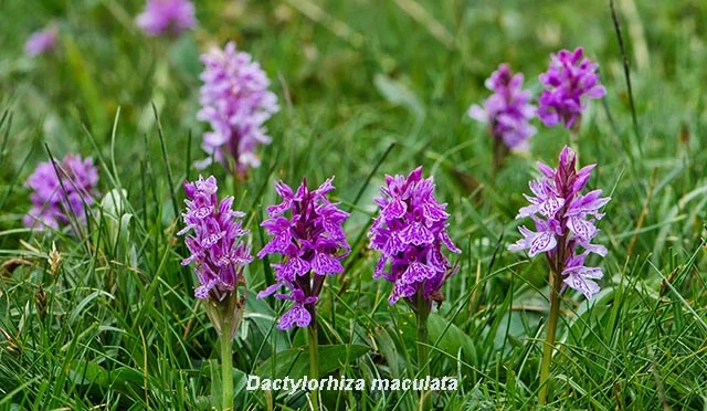 Orchidées Dactylorhiza maculata dans une prairie verdoyante