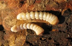Larve Ovalisia Festiva