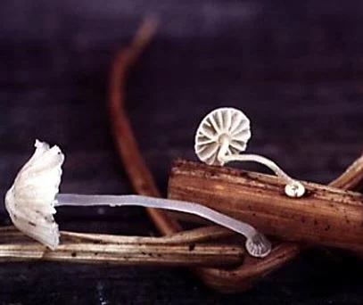 Mycena bulbosa