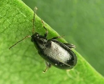 Phyllotreta