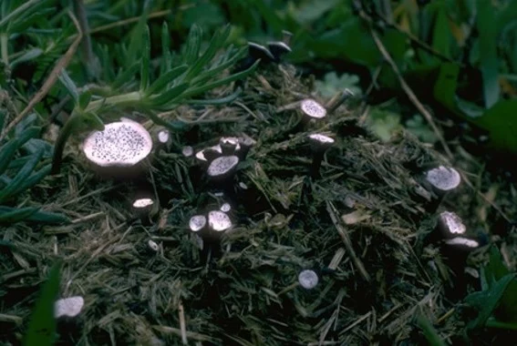 Poronia punctata