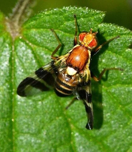 Rhagoletis Completa