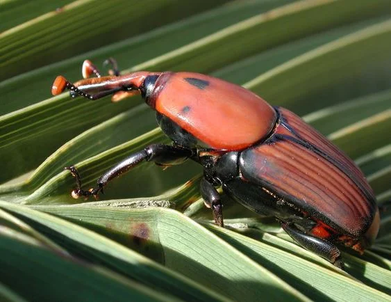 Rhynchophorus Ferrugineus
