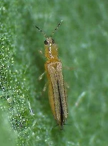 Taeniothrips Simplex