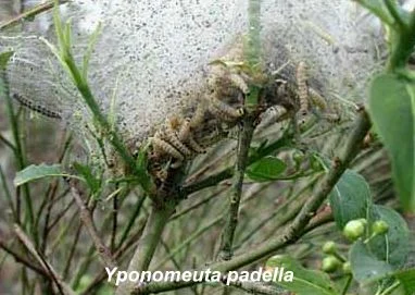 Yponomeuta padella