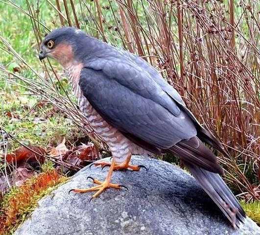 Accipiter nisus