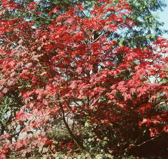 Acer japonicum  Aconitifolium