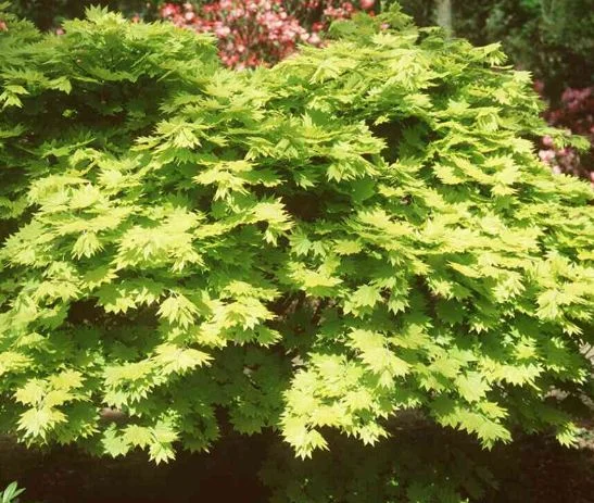Acer japonicum  Aureum