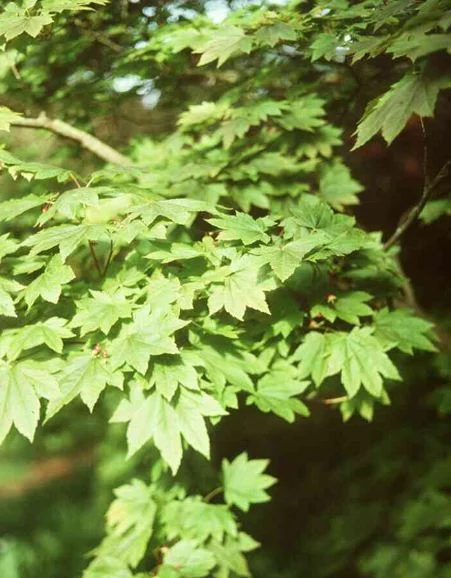 Acer japonicum  Vitifolium