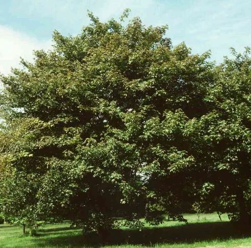 Acer laetum