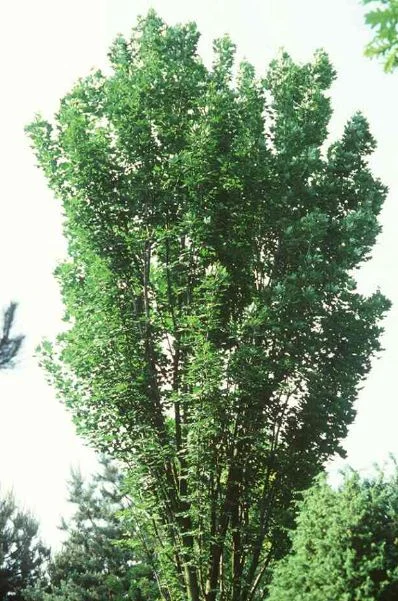 Acer lobelii