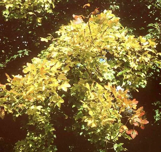Acer monspessulanum