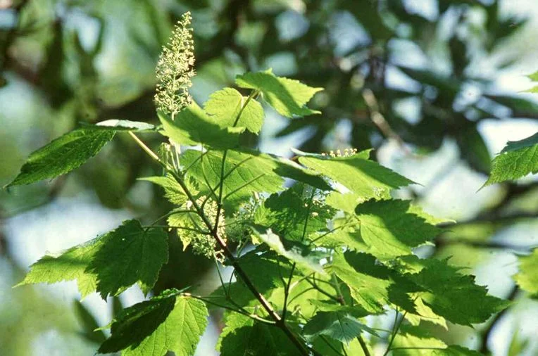 Acer montanum