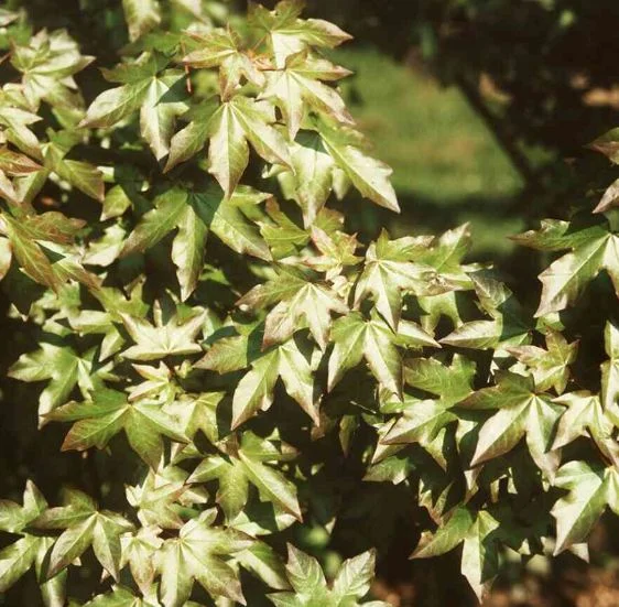 Acer neglectum  Annae