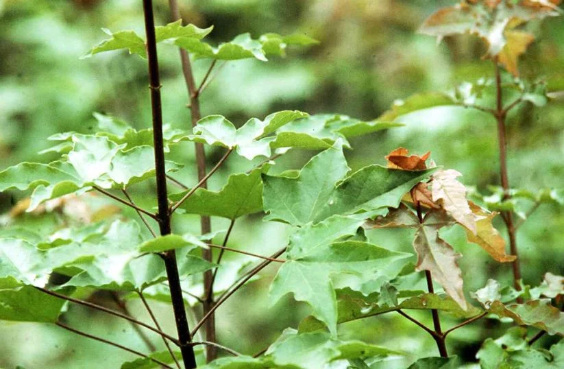 Acer neglectum