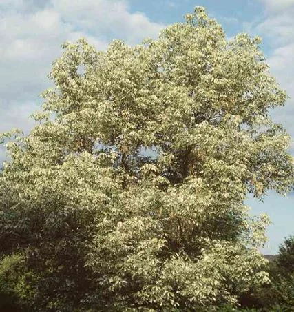 Acer negundo  Argenteovariegatum