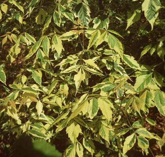 Acer negundo  Aureomarginatum
