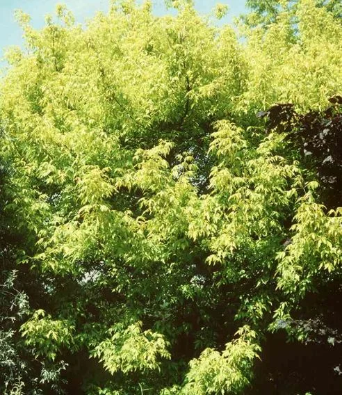 Acer negundo  Aureovariegatum