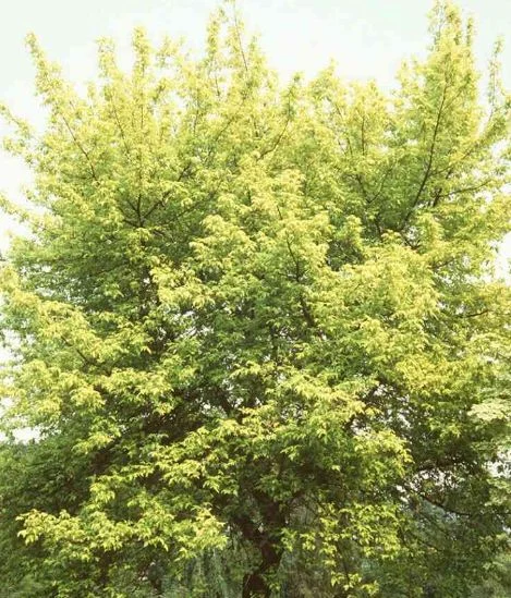 Acer negundo  Odessanum
