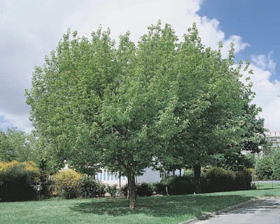 Acer negundo