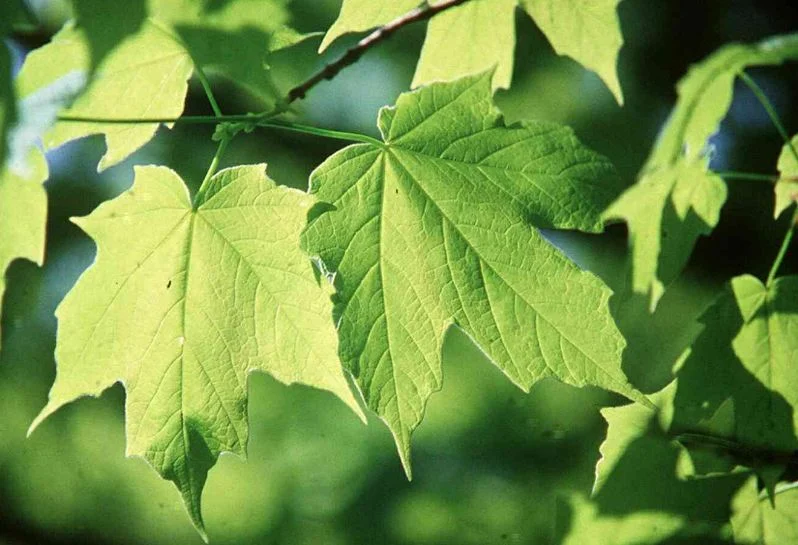 Acer nigrum