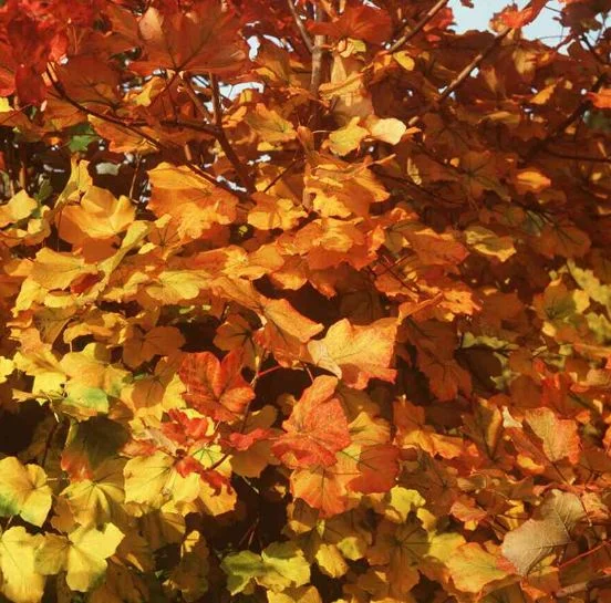 Acer opalus