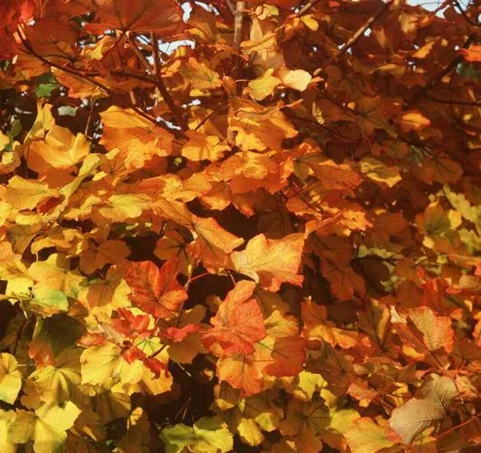 Acer opulifolium