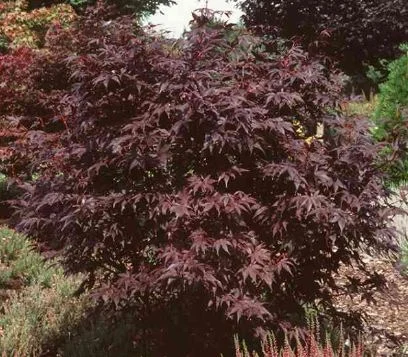 Acer palmatum Amoenum-Grp  Bloodgood
