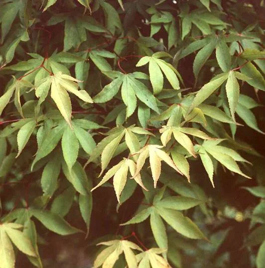 Acer palmatum Amoenum-Grp  Osakazuki
