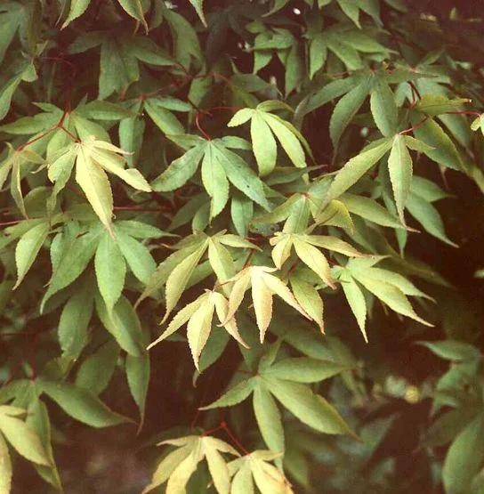 Acer palmatum Amoenum-Grp  Taihai