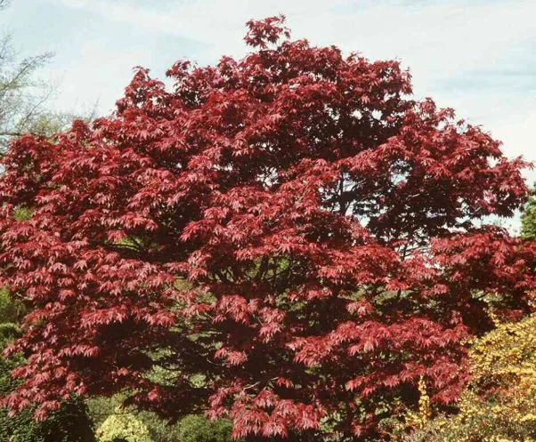 Acer palmatum Palmatum-Grp  Atropurpureum