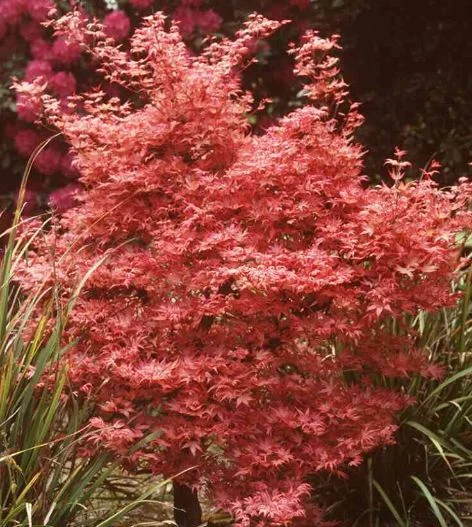 Acer palmatum  Carminum