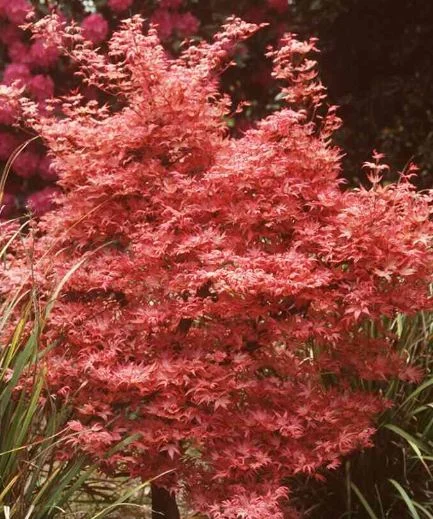 Acer palmatum  Corallinum
