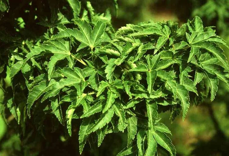 Acer palmatum  Crispifolium