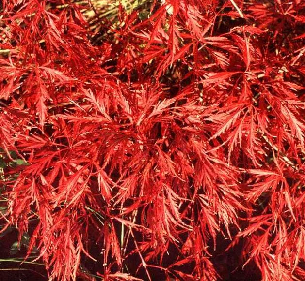 Acer palmatum Dissectum-Grp  Ever Red