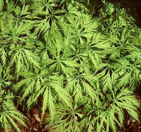 Acer palmatum Dissectum-Grp  Filigree
