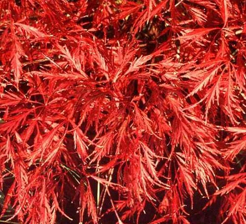 Acer palmatum Dissectum-Grp  Dissectum Nigrum