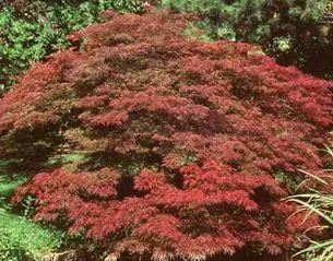 Acer palmatum Dissectum-Grp  Dissectum Ornatum