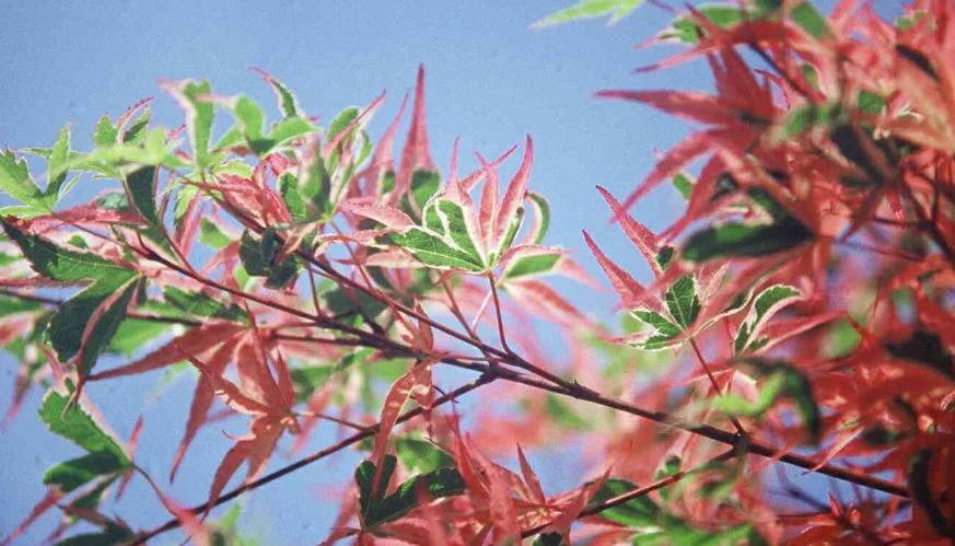 Acer palmatum  Kagiri-nishiki