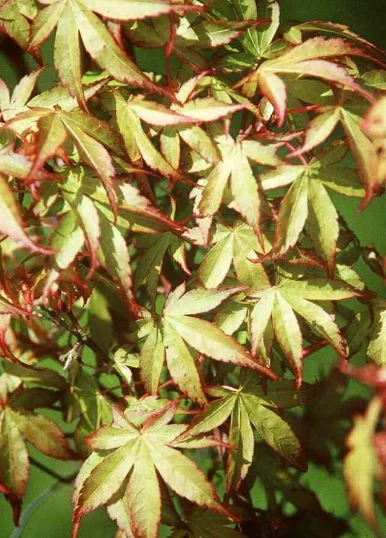 Acer palmatum Palmatum-Grp  Katsura