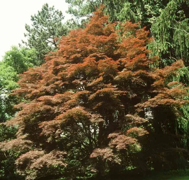 Acer palmatum Linearilobum-Grp  Atrolineare