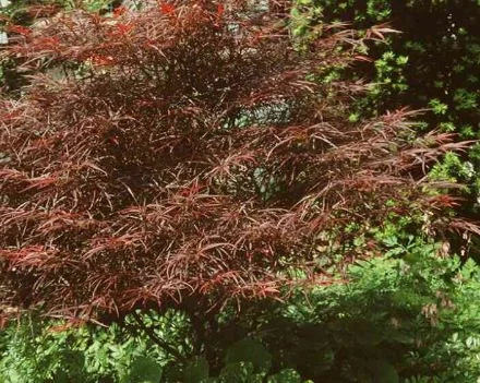 Acer palmatum Linearilobum-Grp  Red Pygmy