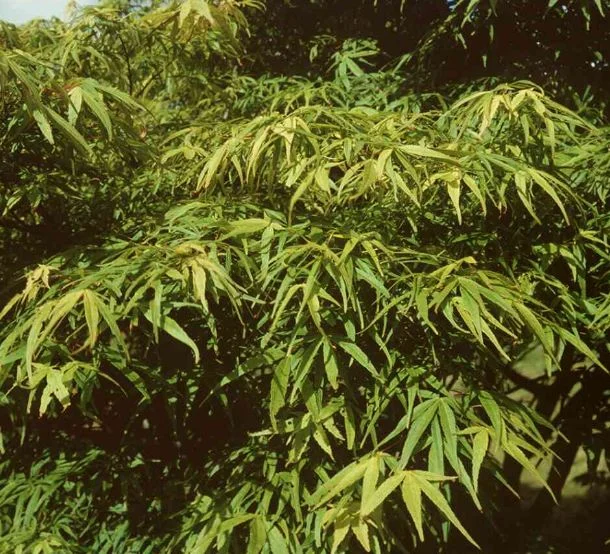 Acer palmatum Linearilobum-Grp  Linearilobum