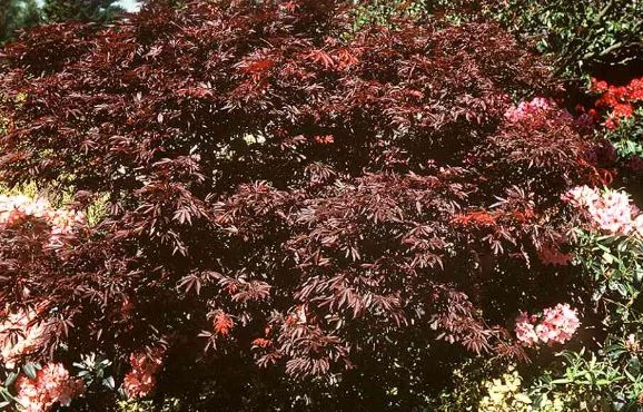 Acer palmatum Matsumurae-Grp  Beni-kagami
