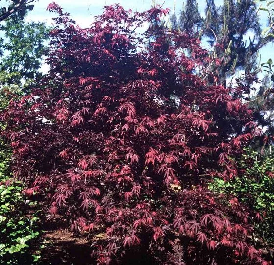 Acer palmatum Matsumurae-Grp  Inazuma