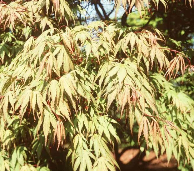 Acer palmatum Matsumurae-Grp  Nicholsonii