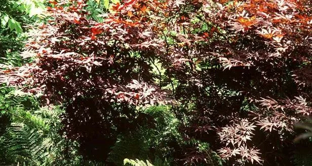 Acer palmatum Matsumurae-Grp  Sherwood Flame