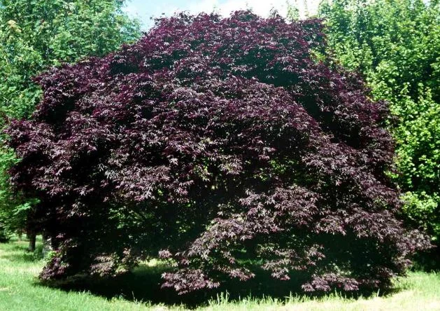 Acer palmatum Palmatum-Grp  Nigrum